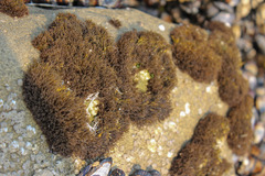 Endocladia