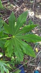 Fatsia japonica