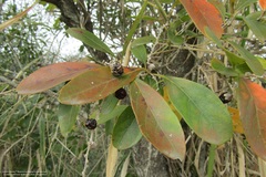 Citharexylum montevidense