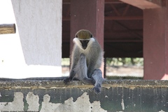 Chlorocebus aethiops