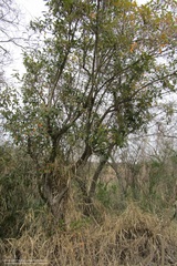 Citharexylum montevidense