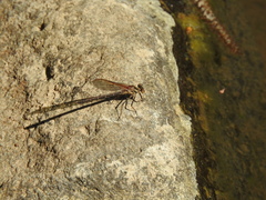 Argia anceps