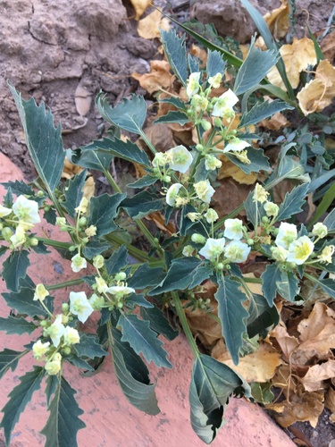 Physalis acutifolia iNat (3)