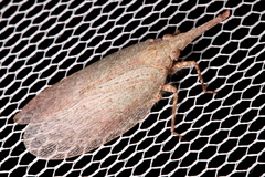 Rentinus dilatatus