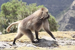 Theropithecus gelada