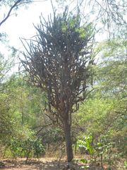 Armatocereus cartwrightianus