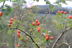 Rosa canina