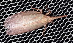 Rentinus dilatatus