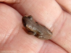 Dendropsophus nanus
