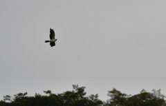 Daptrius albogularis