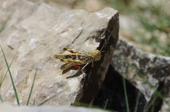 Oedaleus decorus