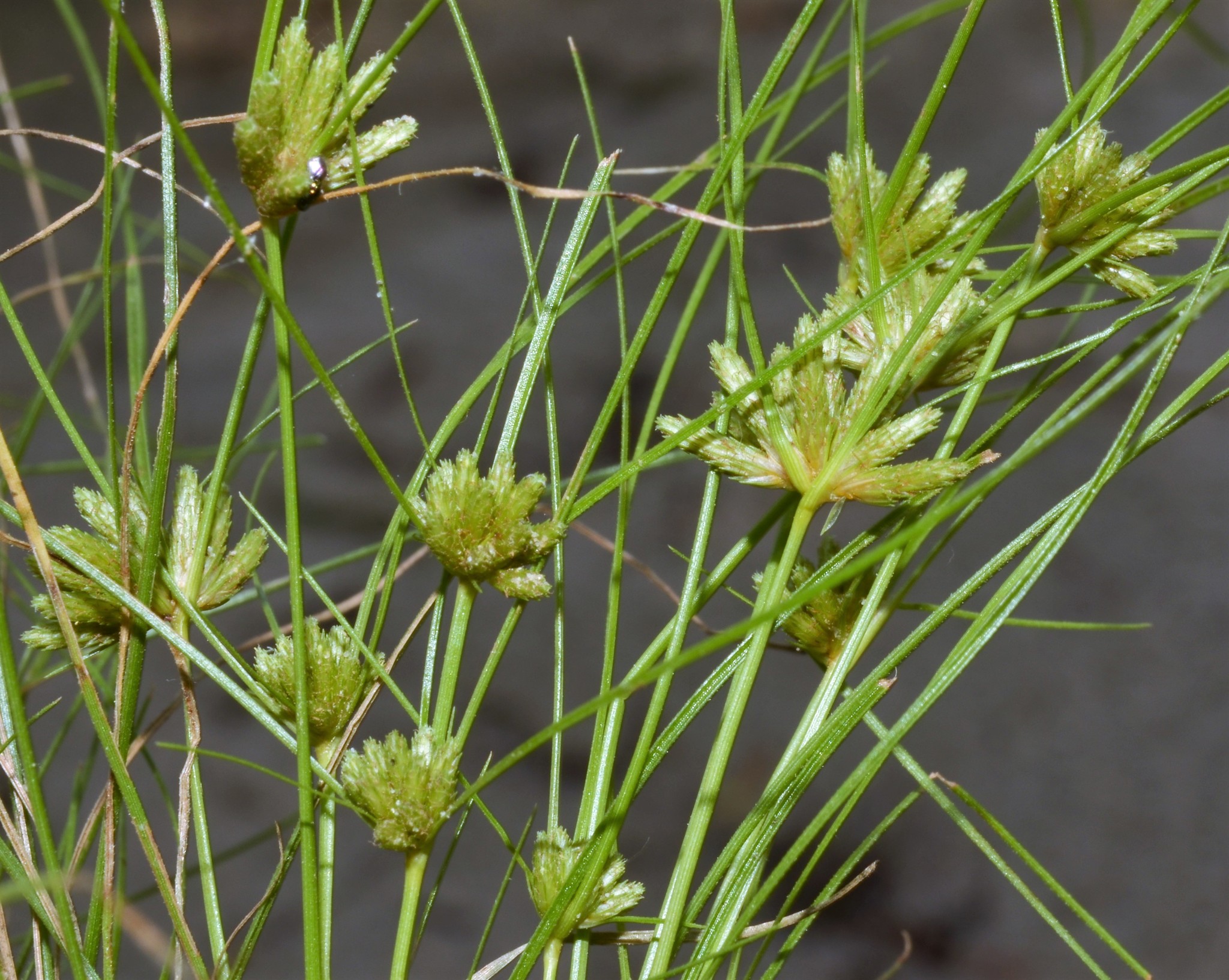 Fimbristylis vahlii