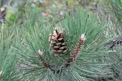 Pinus