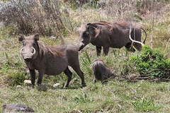 Phacochoerus africanus aeliani