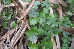Ranunculus apiifolius