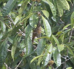 Mionectes oleagineus