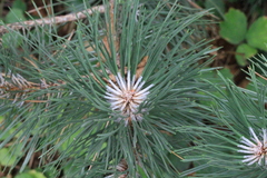 Pinus