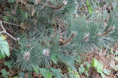 Pinus