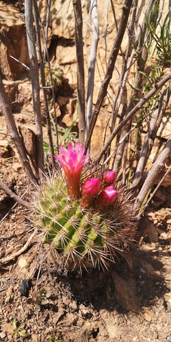 Eriosyce castanea