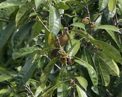 Mionectes oleagineus