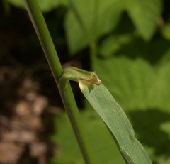 Bromus sitchensis