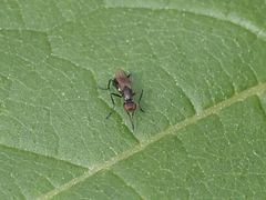 Nemopoda nitidula