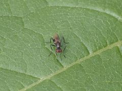 Nemopoda nitidula