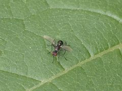 Nemopoda nitidula