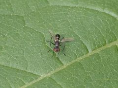 Nemopoda nitidula
