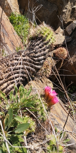Eriosyce castanea