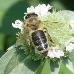 Apis mellifera
