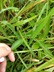 Rudbeckia fulgida spathulata