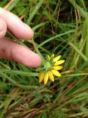 Rudbeckia fulgida spathulata