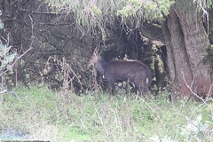 Tragelaphus sylvaticus meneliki