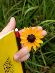 Rudbeckia fulgida spathulata