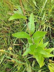 Silphium asteriscus trifoliatum