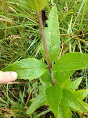 Silphium asteriscus trifoliatum