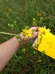 Silphium asteriscus trifoliatum