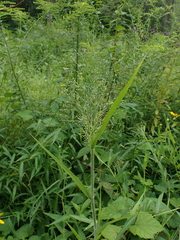 Panicum gattingeri