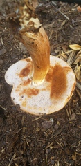 Tylopilus indecisus