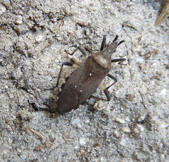 Dicranocephalus agilis