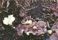 Gymnopus ocior