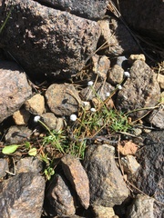 Eriocaulon aquaticum