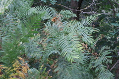Pteridium aquilinum