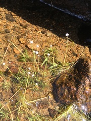 Eriocaulon aquaticum
