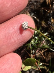Eriocaulon aquaticum