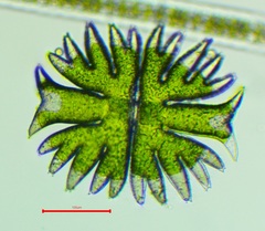 Micrasterias torreyi