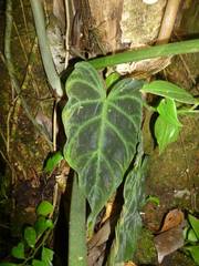 Philodendron verrucosum