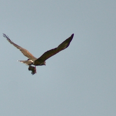 Parabuteo unicinctus