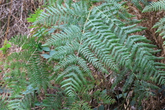 Pteridium aquilinum